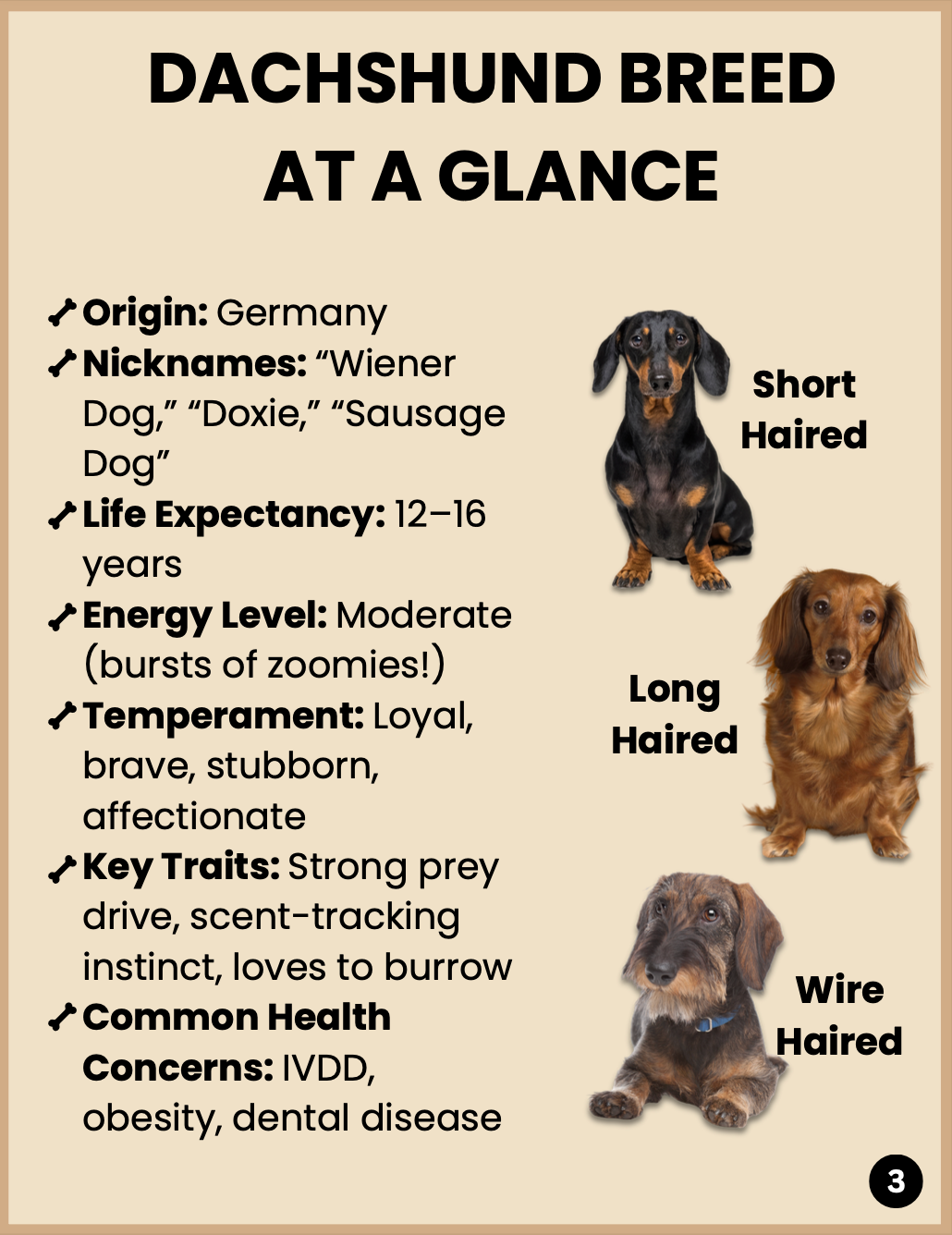 Dachshund Puppy Starter Kit