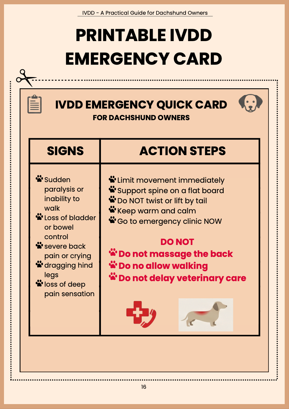 IVDD: A Practical Guide for Dachshund Owners