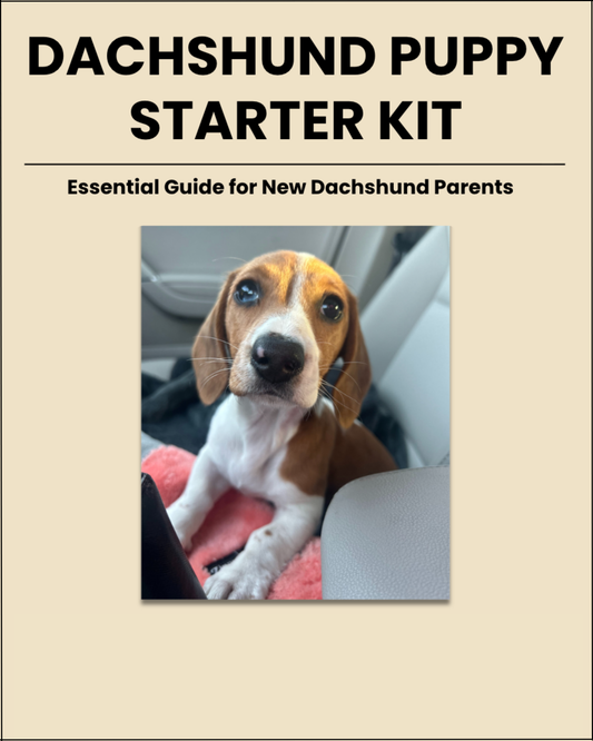 Dachshund Puppy Starter Kit