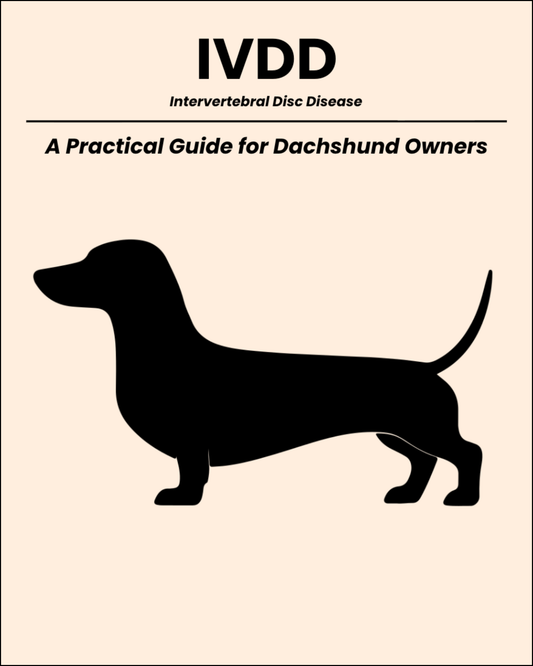 IVDD: A Practical Guide for Dachshund Owners