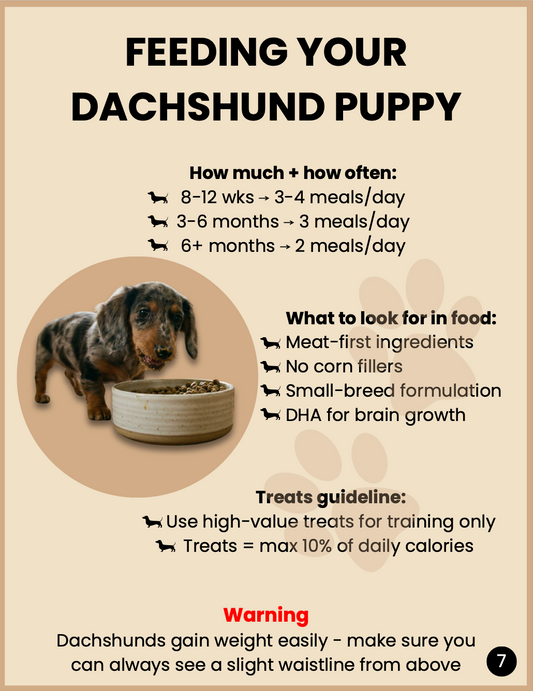 Dachshund Puppy Starter Kit