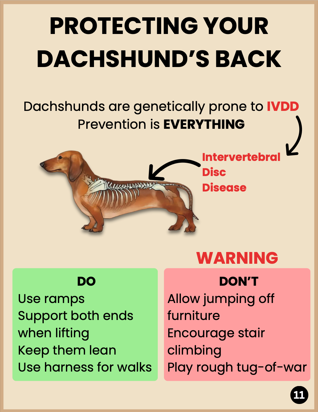 Dachshund Puppy Starter Kit